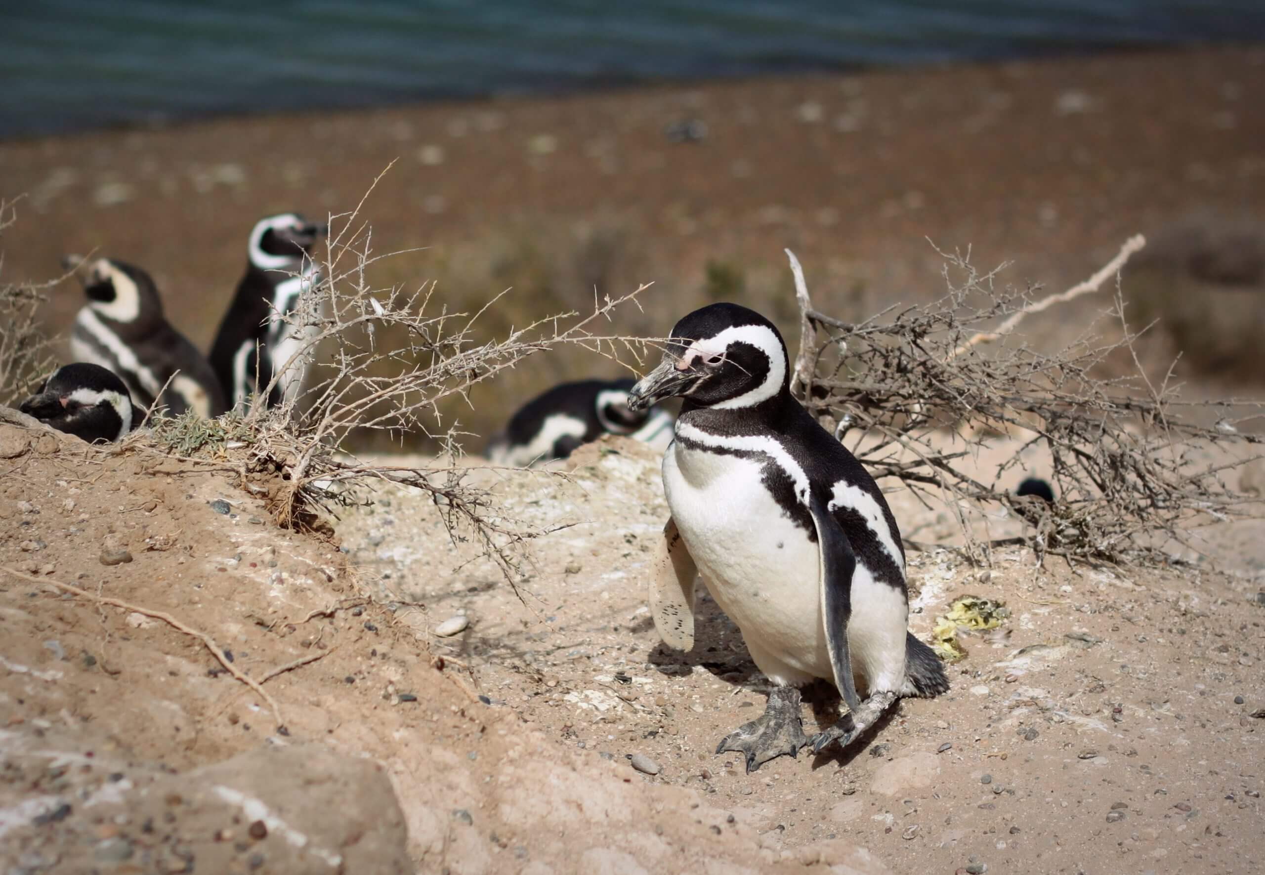 Cover Image for Unleashed In Puerto Madryn