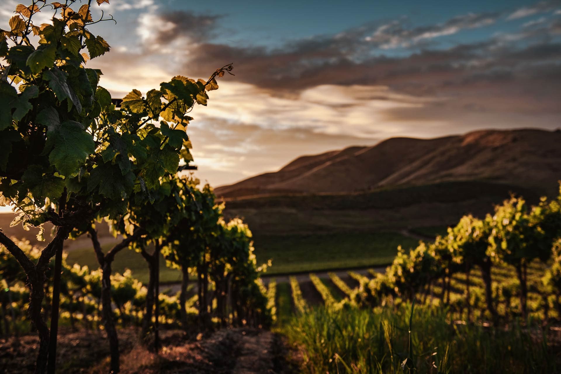 Cover Image for Vino, Vidi, Vici: A Guide to Malaga Wine