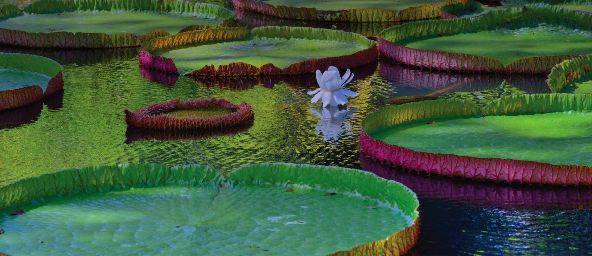 Cover Image for Discover the Wonders of the Amazon