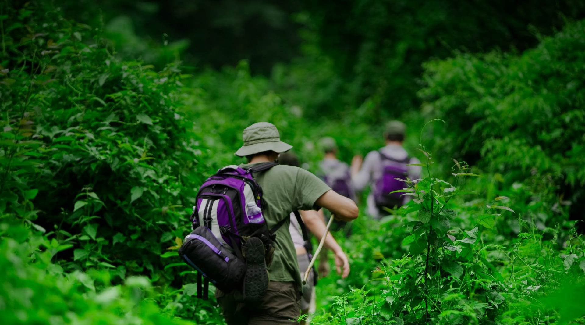 Cover Image for A Lonely Jungle Road