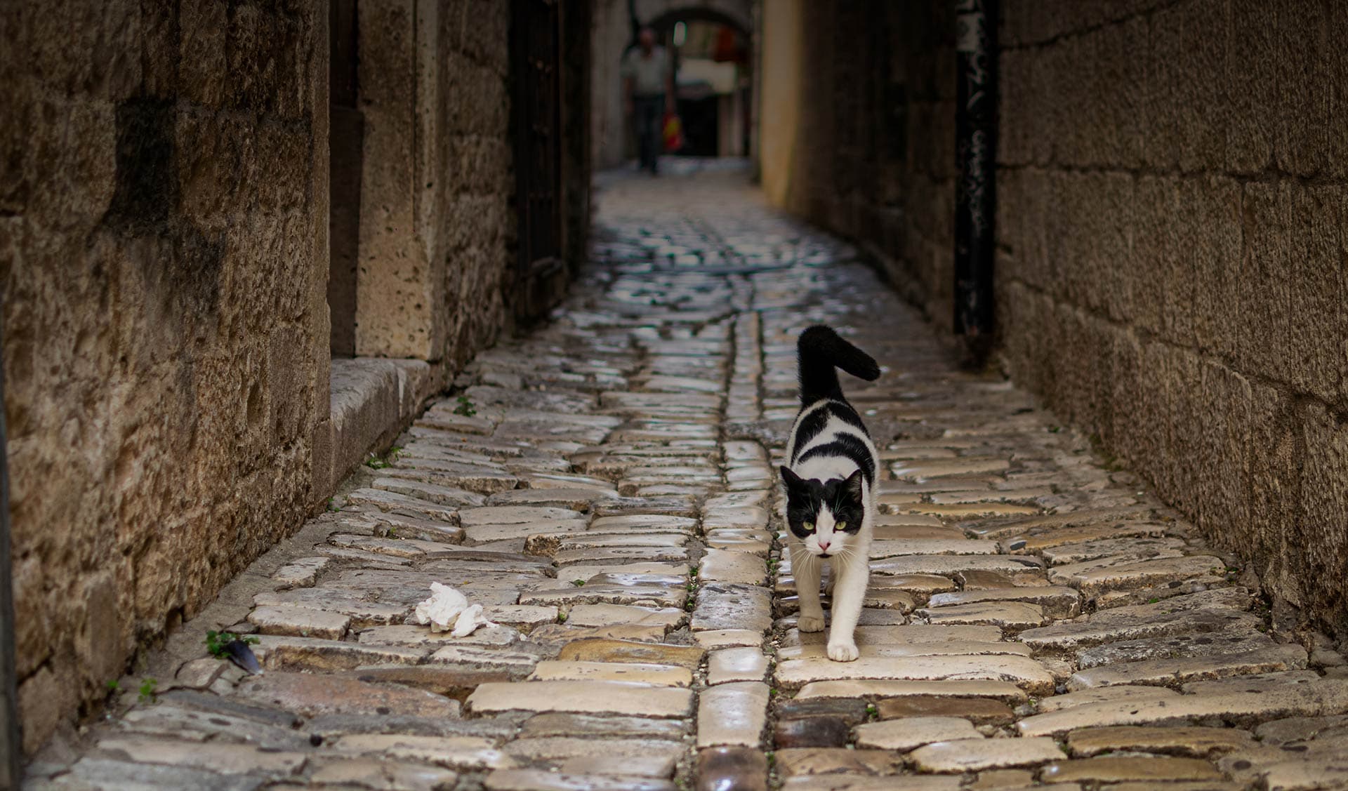 Cover Image for Rome Has Gone to the Cats