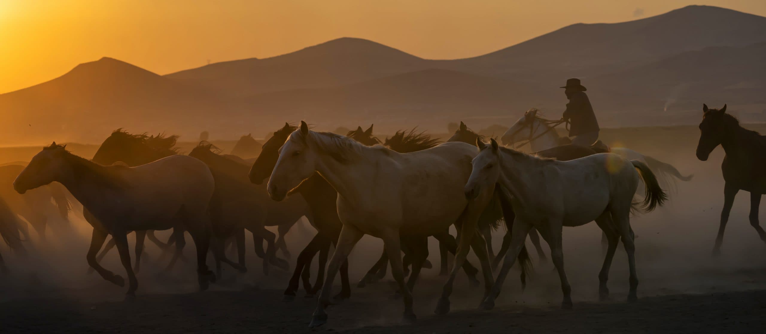 Cover Image for Running Wild in Cappadocia