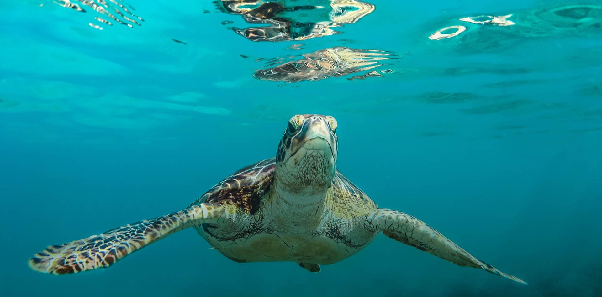 Cover Image for Experience an Island Escape Like a Star