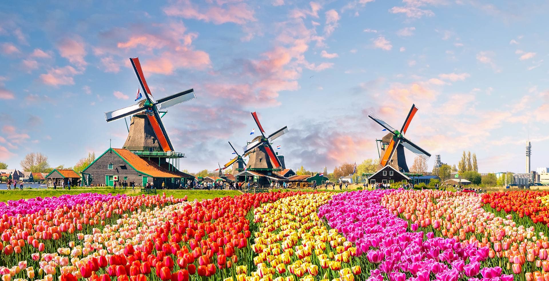 Cover Image for A Feast of Flowers